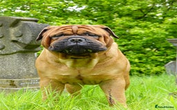 Bullmastiff dogs for stud: Gentle Giant Bullmastiff Stud US Ukraine Bloodline - Advert 3