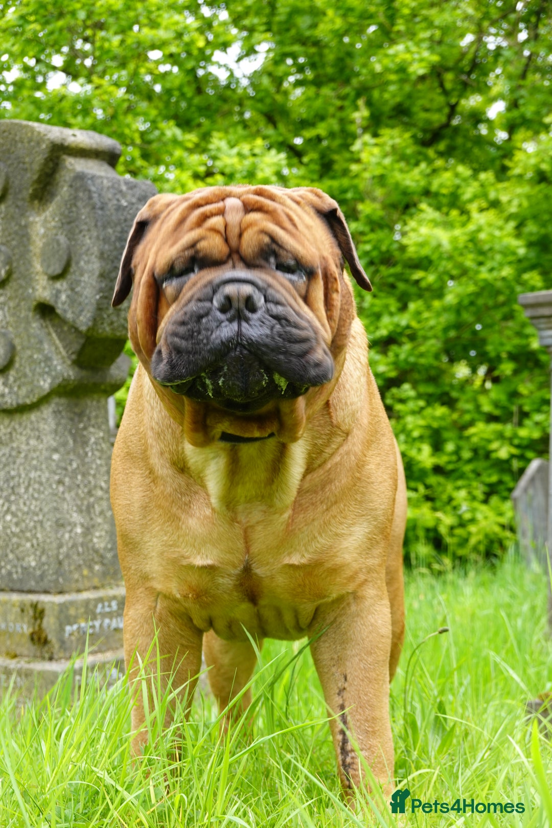 Bullmastiff dogs for stud: Gentle Giant Bullmastiff Stud US Ukraine Bloodline - Advert 3