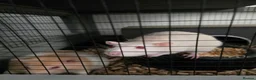 Rat rodents for sale: 3 Female Rats to RE-HOME for FREE in Edinburgh - Advert 3