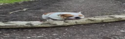 English Bulldog dogs for sale: Rehoming a stunning healthy Myeisha bulldog - Advert 4