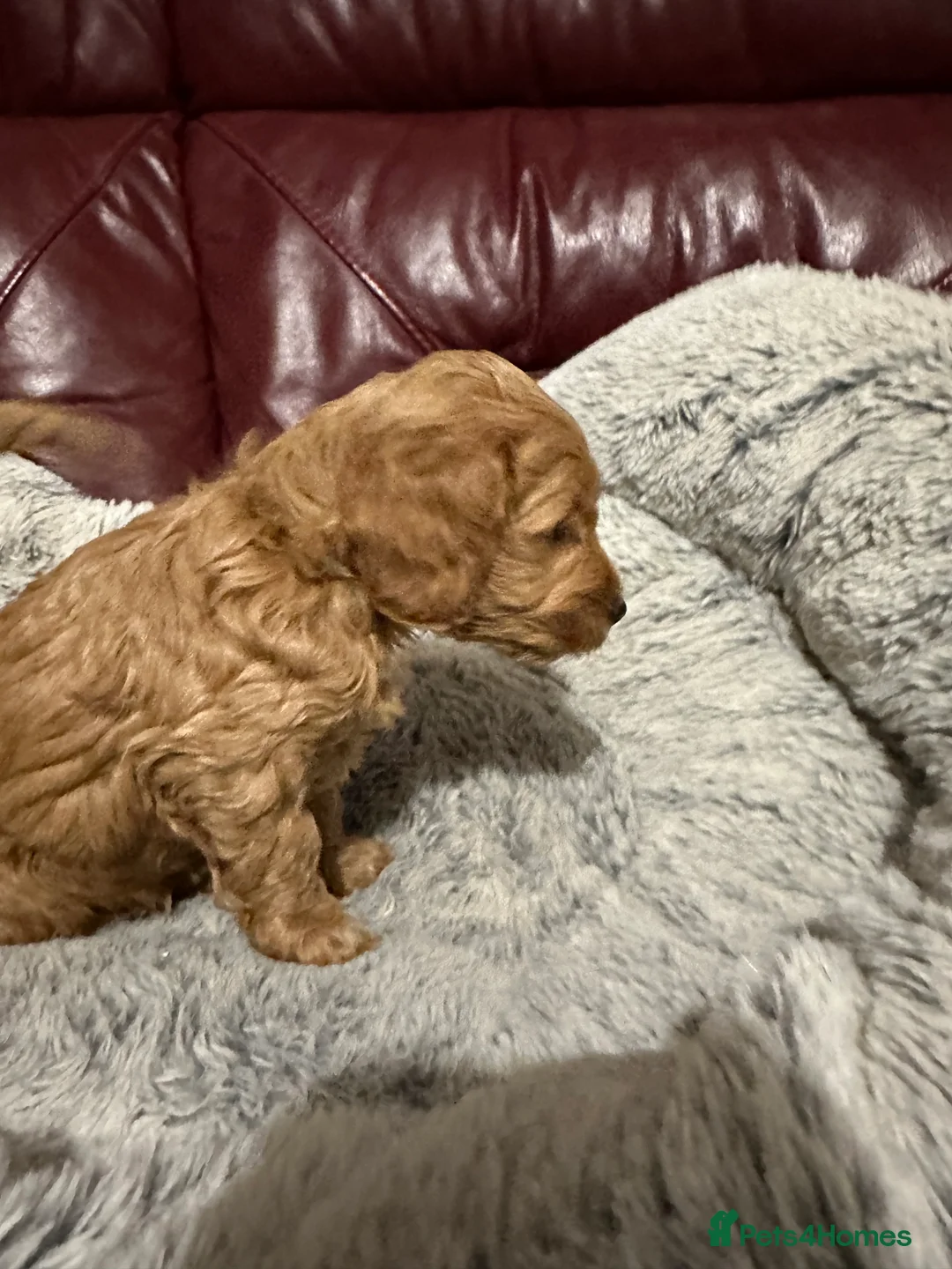 Cockapoo dogs for sale: 4left ready to leave 13th Feb - Advert 3