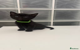British Shorthair cats for sale: Black male kittens  - Image 8