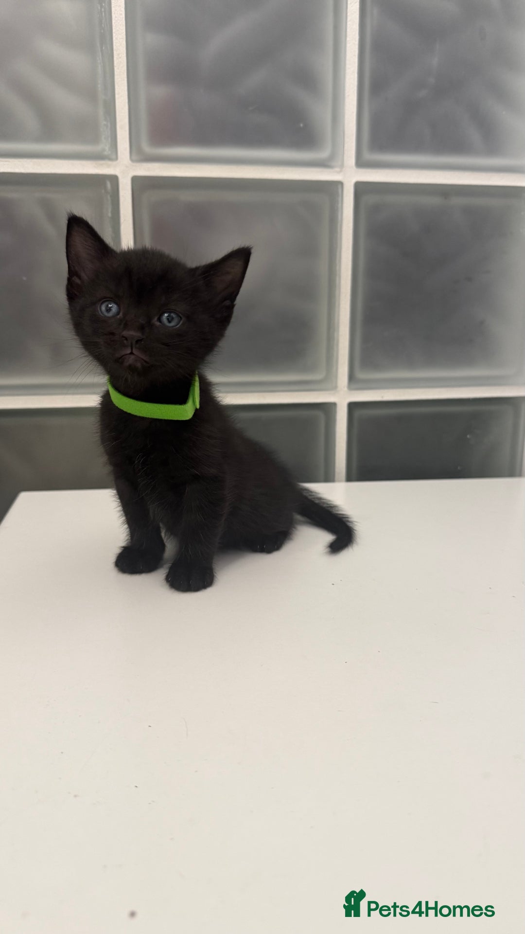 British Shorthair cats for sale: Black male kittens  - Image 8