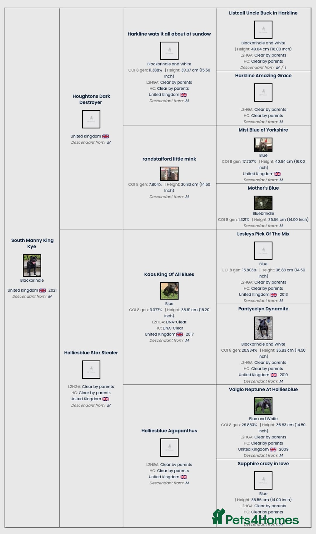 Staffordshire Bull Terrier dogs for sale: Full black Show Quality Staffy pups (Kassius Pup)  - Advert 22