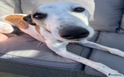 Whippet dogs for sale: K.c2 year old male whippet kennel club registered  - Image 16