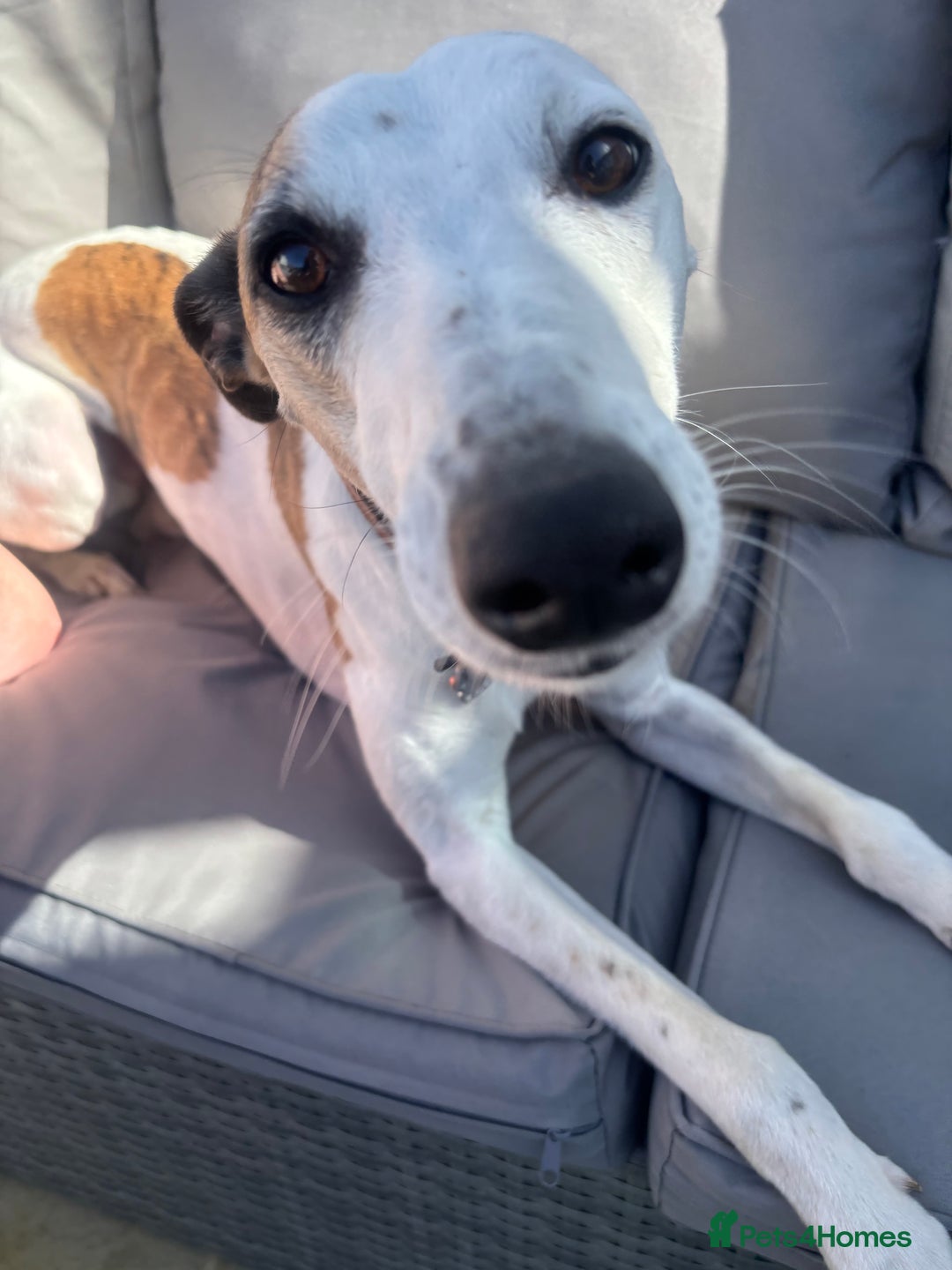 Whippet dogs for sale: K.c2 year old male whippet kennel club registered  - Image 16