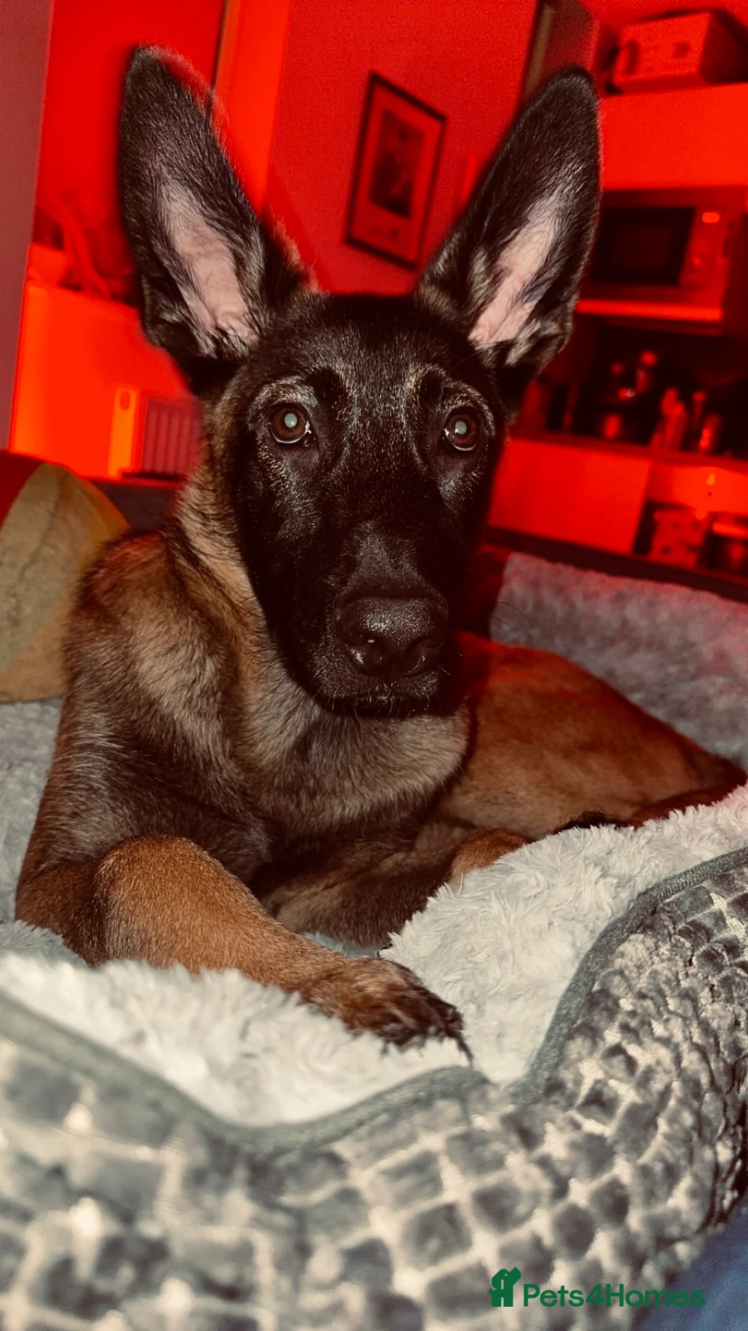 Mixed Breed dogs for sale: TOP LINE ARMY DOG✨ - Advert 1