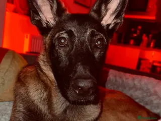 Mixed Breed dogs TOP LINE ARMY DOG✨ - Advert 1