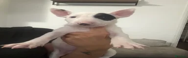 English Bull Terrier 1