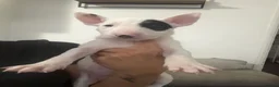 English Bull Terrier dogs for sale: English bull terrier puppies  - Advert 17