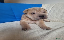 Shar Pei dogs for sale: Shar Pei Puppies - Ready 04/09/25 - Image 33