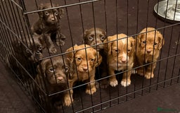 Cocker Spaniel dogs for sale: Stunning KC Reg Cocker Spaniels (working type) - Image 4