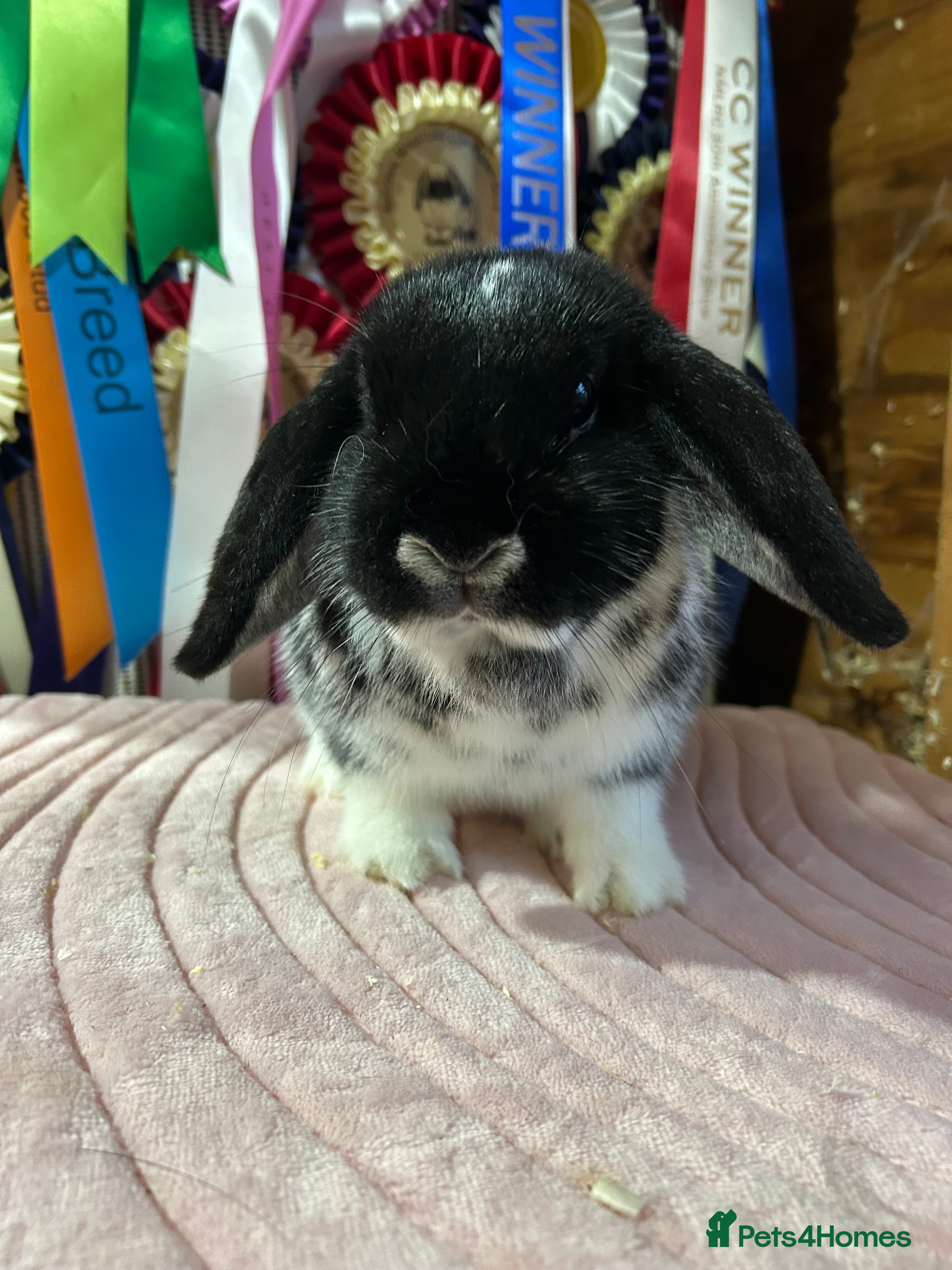 Mini Lop rabbits Adult and baby mini lops  - Advert 1