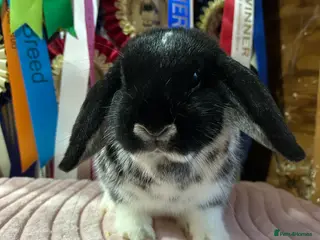 Mini Lop rabbits Adult and baby mini lops - Advert 1