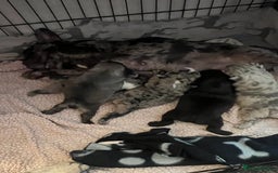 French Bulldog dogs for sale: 5 beautiful French bulldogs for sale - Image 2