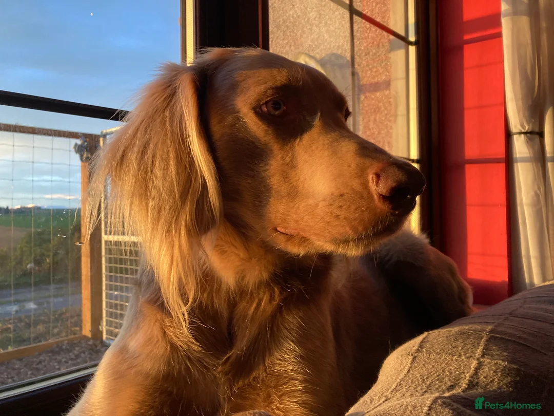 Weimaraner dogs for stud: LongHair Weim.kC Reg & DNA tested.Proven.N/E Scotl - Advert 2