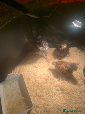 Chickens poultry - Advert 12
