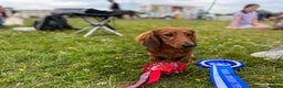 Miniature Dachshund dogs for stud: Miniature long hair(crufts qualified for life) in Bridge of Weir - Advert 12