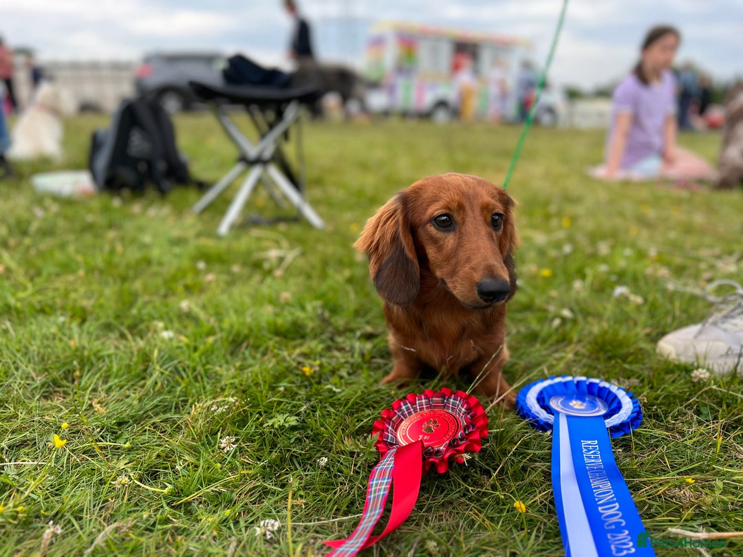 Miniature Dachshund dogs for stud: Miniature long hair(crufts qualified for life) in Bridge of Weir - Image 12
