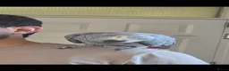 Parrots birds for sale: Afrecan greay Parrot very tame in Bridlington - Advert 3