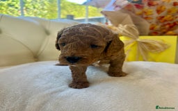 Cockapoo dogs for sale: 4⭐️Licensed F1b Cockapoos Exceptionally Bred - Image 16
