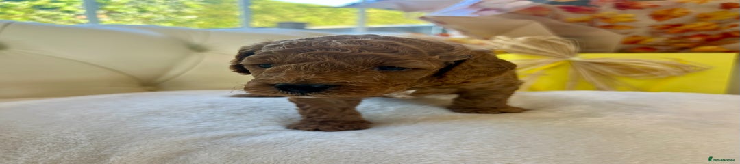 Cockapoo Puppy 7