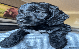 Cockapoo dogs for sale: Beautiful Thick coated Fluffy F1 Toy Cockapoo pups - Advert 18