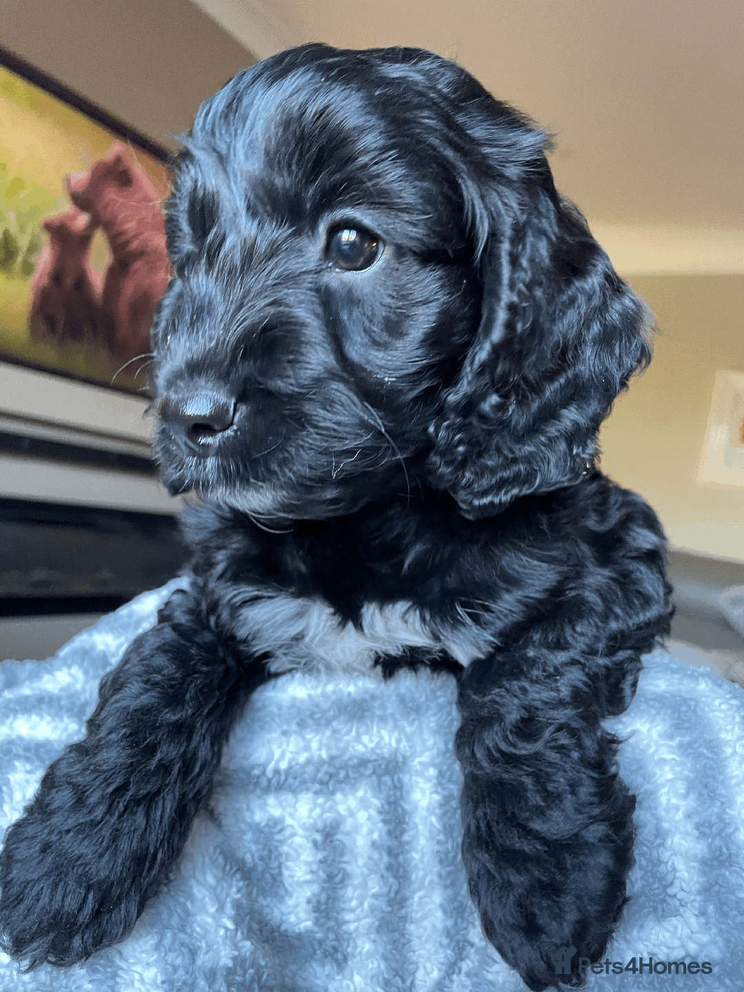 Cockapoo dogs for sale: Beautiful Thick coated Fluffy F1 Toy Cockapoo pups - Advert 18