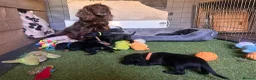 Mixed Breed dogs for sale: Working cocker with mix dads family pet  - Advert 10