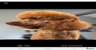 Miniature Poodle dogs - Advert 11
