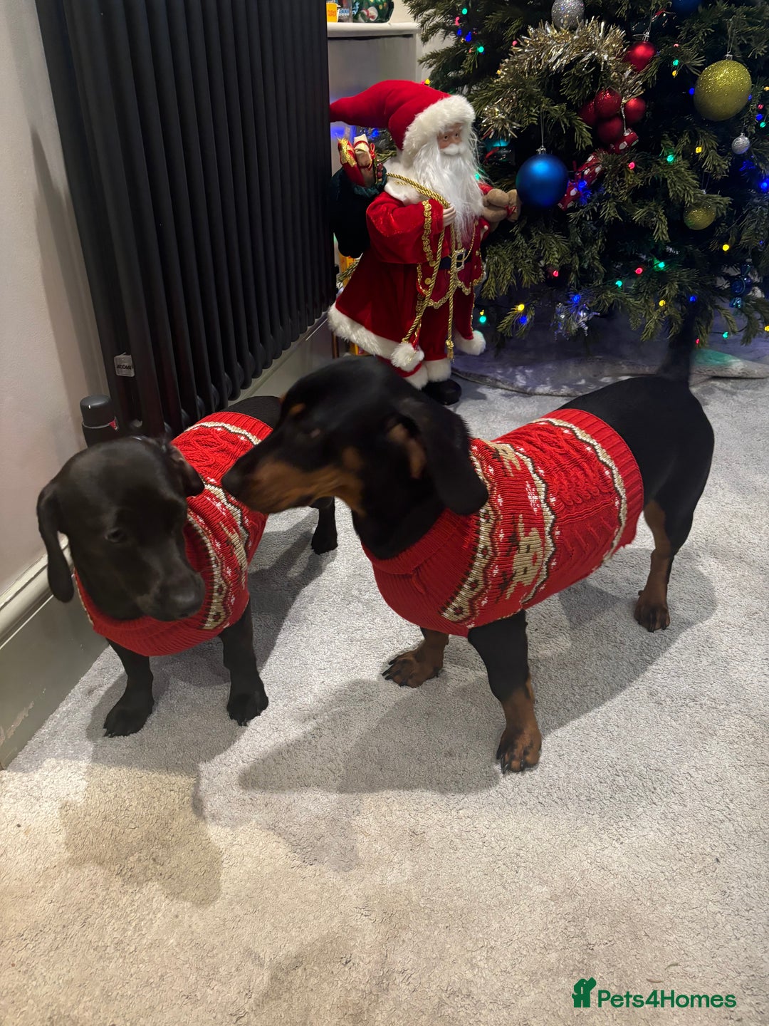 Mixed Breed dogs for sale: Miniature dachshund x cocker spaniel  - Image 9