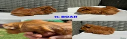 Guinea Pig rodents for sale: Guinea Pigs - Ready Now - Advert 22