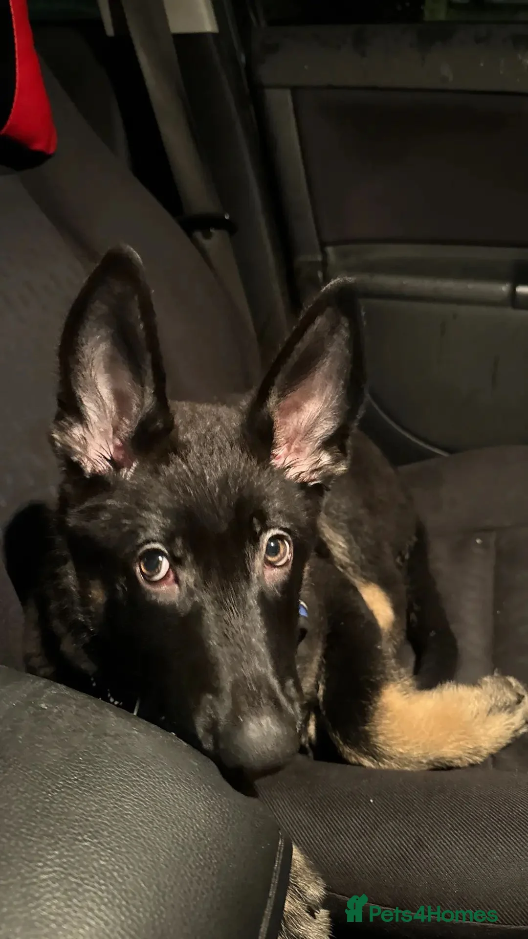 Mixed Breed dogs for sale: Jimmy in Teddington - Advert 8