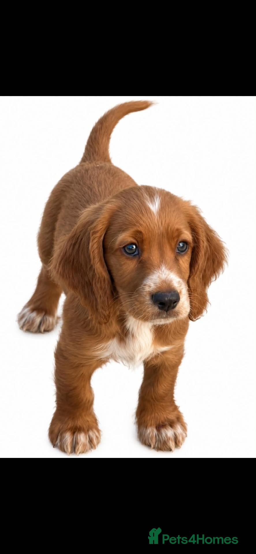Sprocker dogs Ready Now.... Adorable sprocker puppies  - Advert 1
