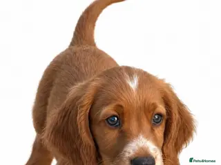 Sprocker dogs Ready Now.... Adorable sprocker puppies - Advert 1