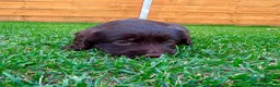 Labradoodle dogs for sale: Beautiful Chocolate Labradoodle Babies 🐾🐾🐾 - Advert 6