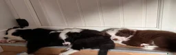 Border Collie dogs for sale: Fluffy male purebred border collie puppies  - Advert 6