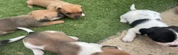 Jack Russell dogs for sale: Jack russle puppies  in Bedford - Advert 7