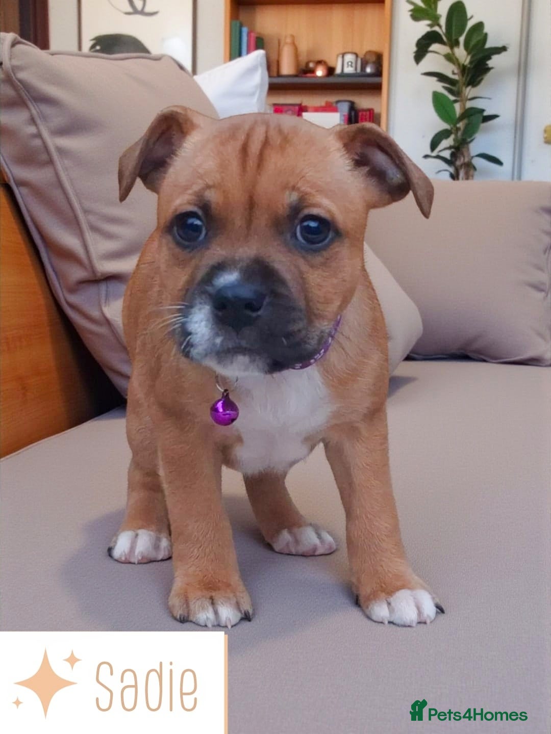 Staffordshire Bull Terrier dogs for sale: RED & WHITE SHORT & STOCKY TYPE PUPS AVAILABLE  - Advert 5