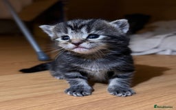 British Longhair cats for sale: Kittens for sale! - Image 4
