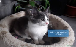 Ragcoon cats for sale: FINAL REDUCTION £300  Stunning, chunky ragcoons  - Image 1