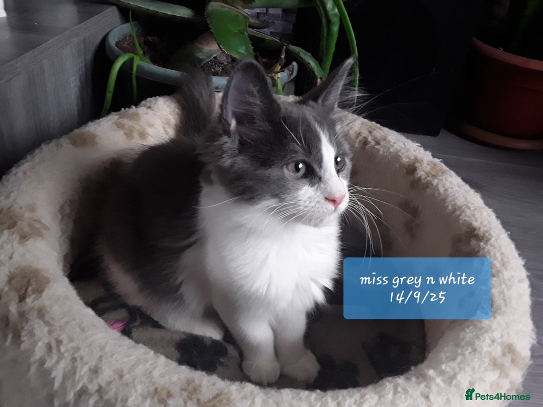 Ragcoon cats for sale: FINAL REDUCTION £300  Stunning, chunky ragcoons  - Image 1