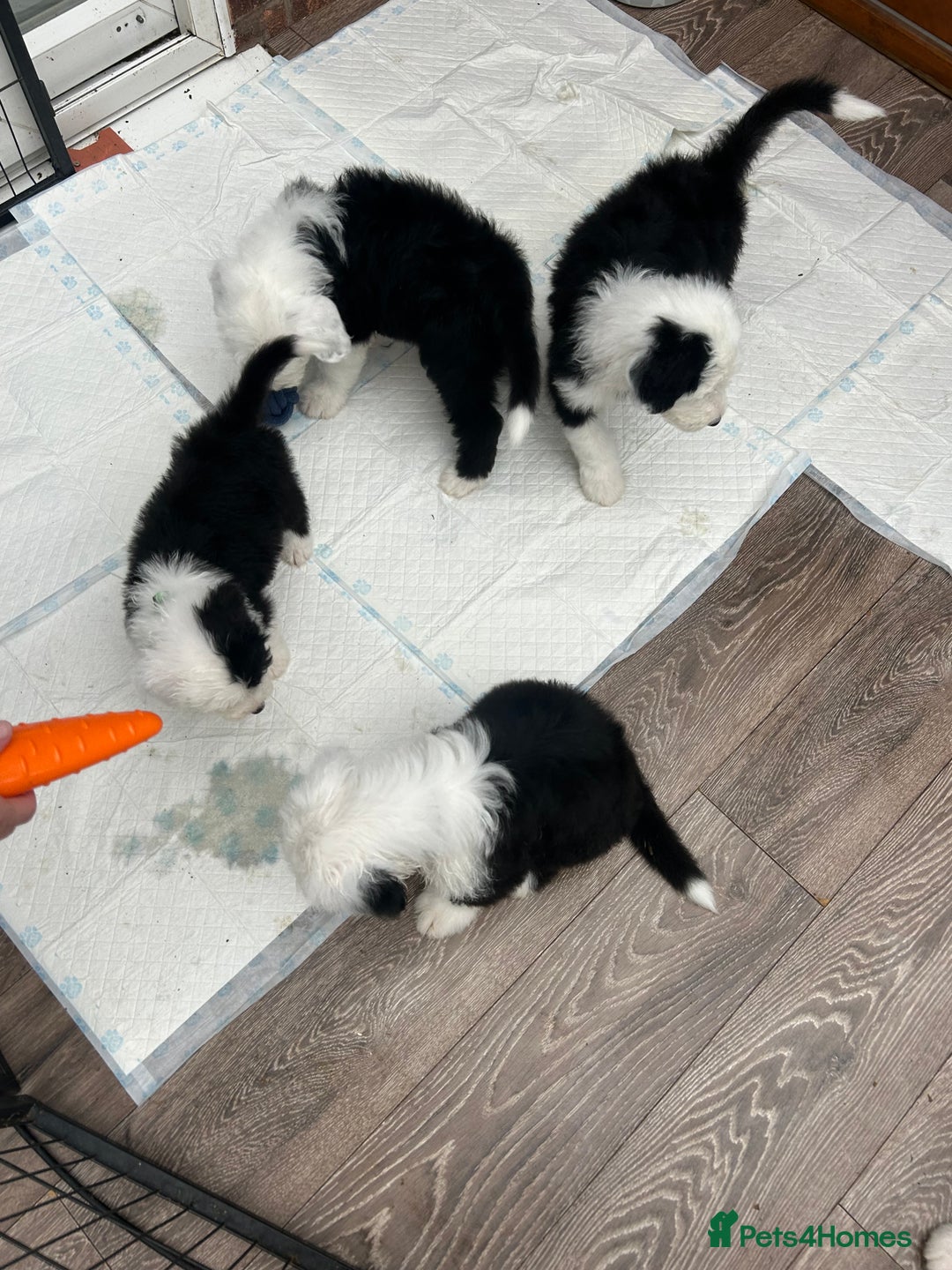 Old English Sheepdog dogs for sale: Outstanding Old English Sheepdog - Image 10