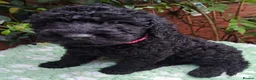 Labradoodle dogs for stud: Hypoallergenic Labradoodle STUD Proven Vet Checked - Advert 14