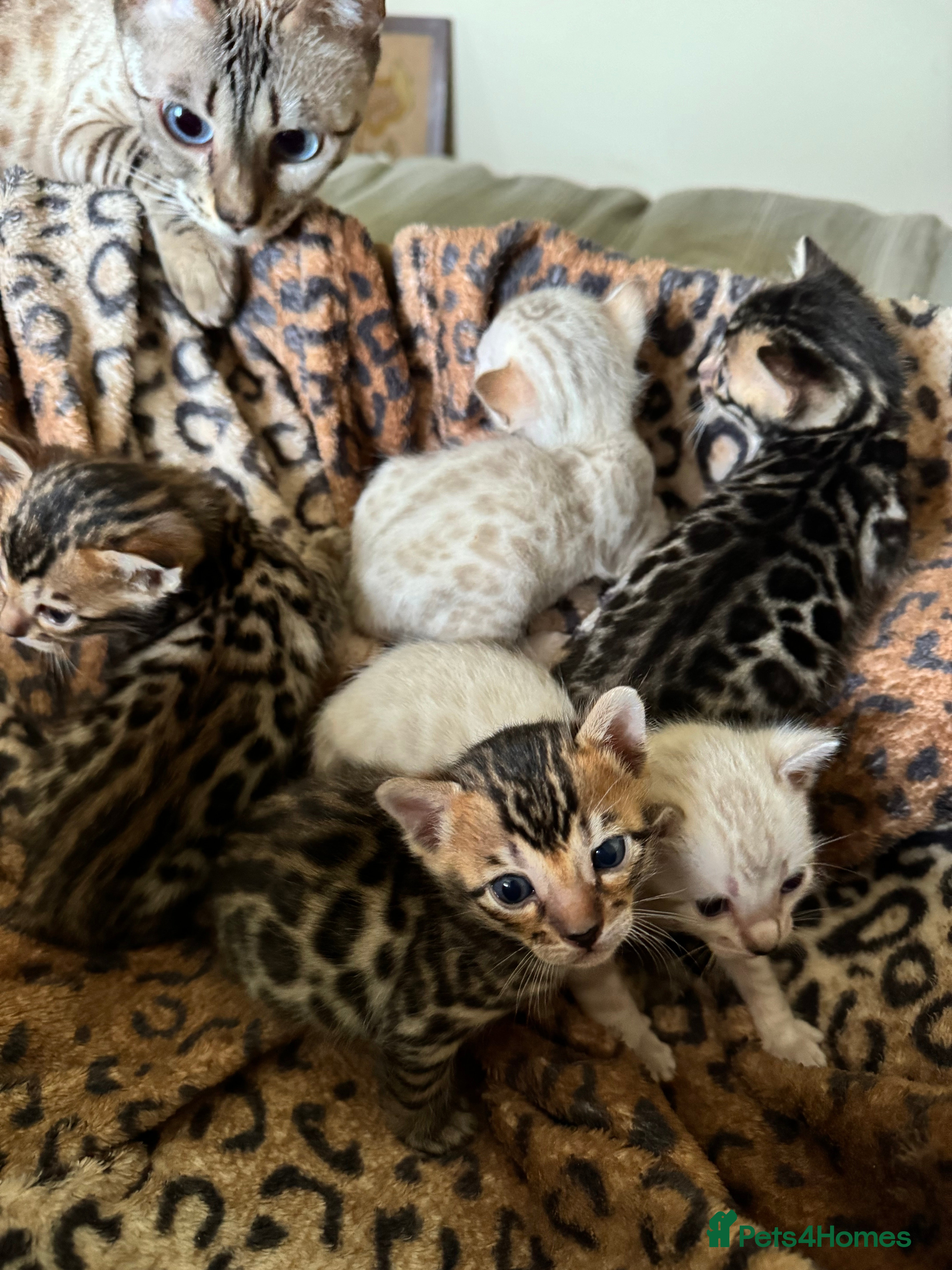 Bengal cats Stunning Bengals with European Champion father!  - Advert 2