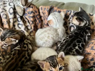 Bengal cats Stunning Bengals with European Champion father! - Advert 1