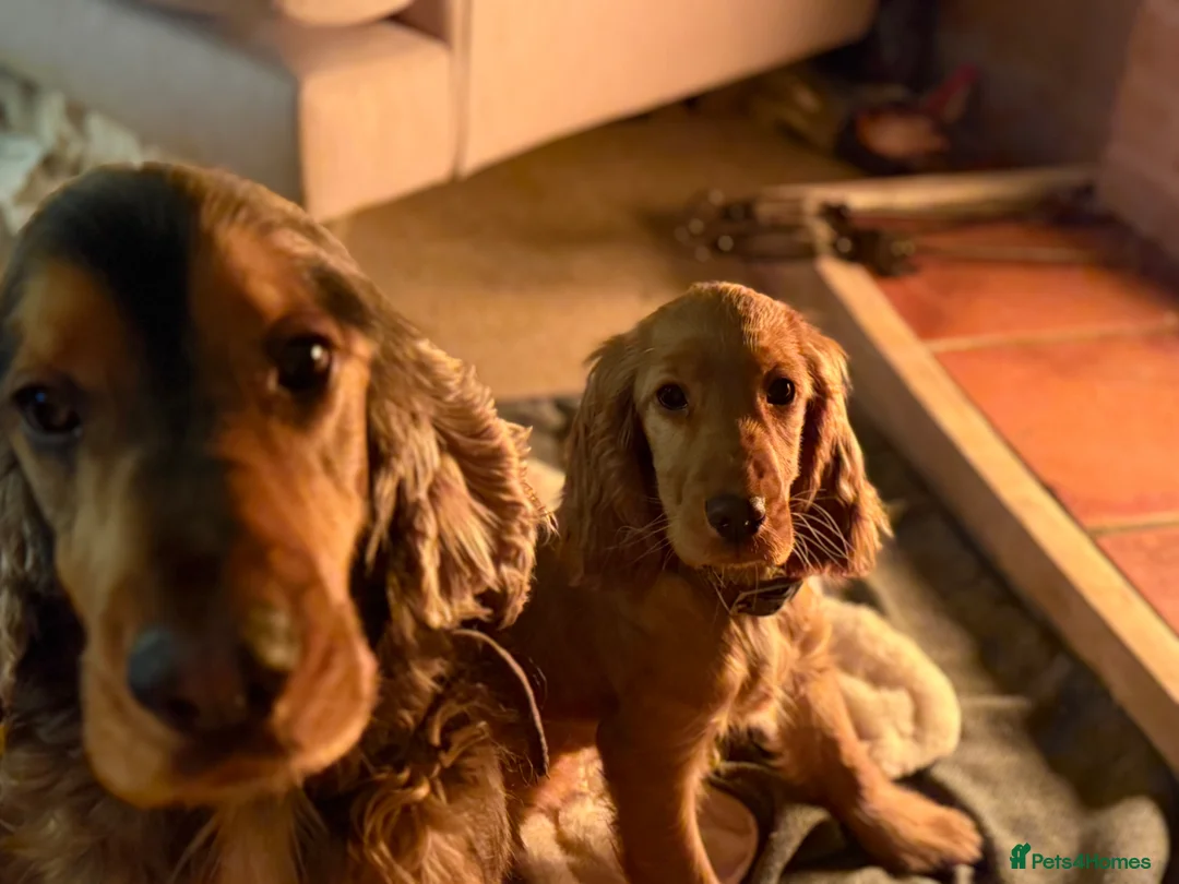 Cocker Spaniel dogs for sale: Golden Cocker girl in Warminster - Advert 2