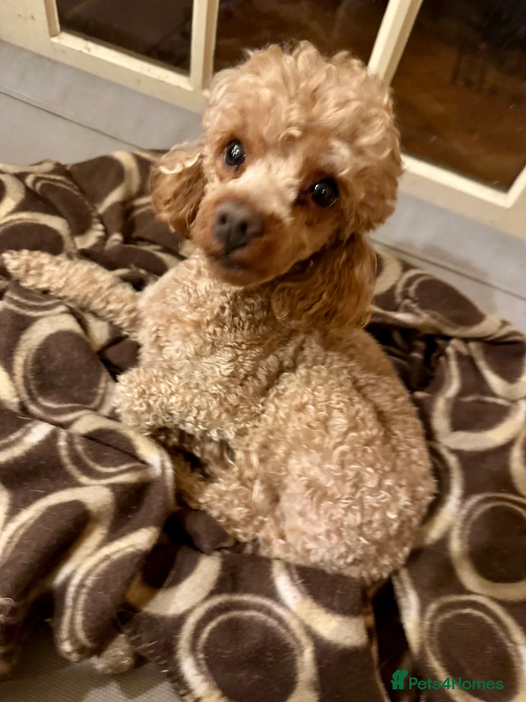 Toy Poodle dogs for stud: The ultimate Toy Poodle stud.. KC - Advert 3