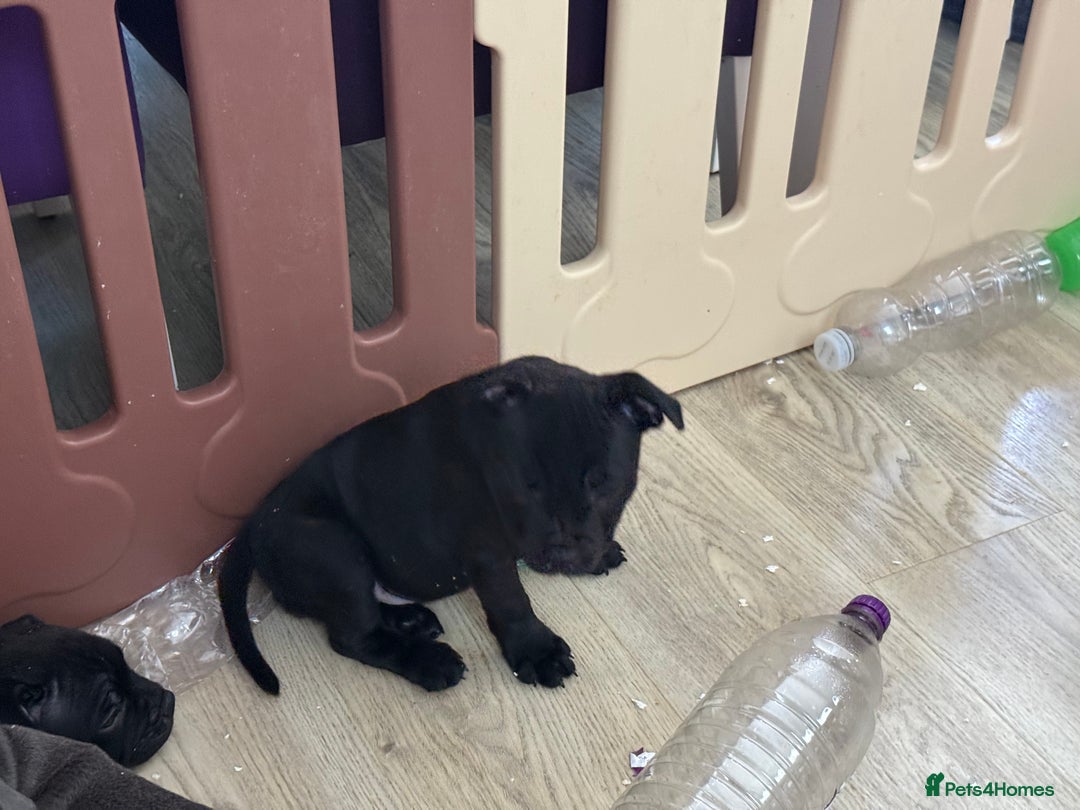 Staffordshire Bull Terrier dogs for sale: Stunning Staffordshire Bull Terrier pups   in Farnborough - Image 26