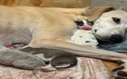 Lurcher dogs for sale: Lurcher pups  - Image 12